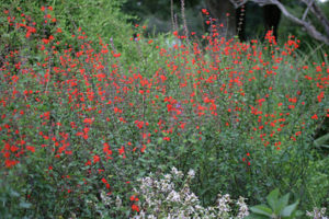 Curb Appeal For Your Fort Lauderdale Home - Native Plants