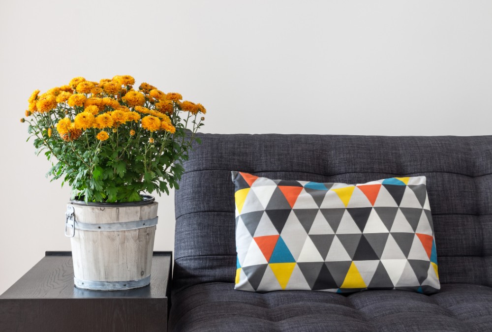 orange chrysanthemums and bright cushion